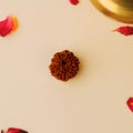 7 Mukhi Nepali Rudraksh