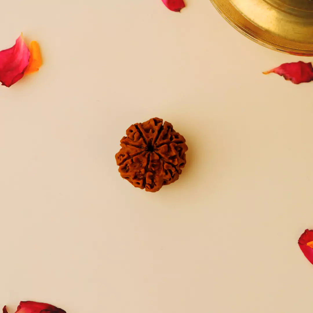 7 Mukhi Nepali Rudraksh