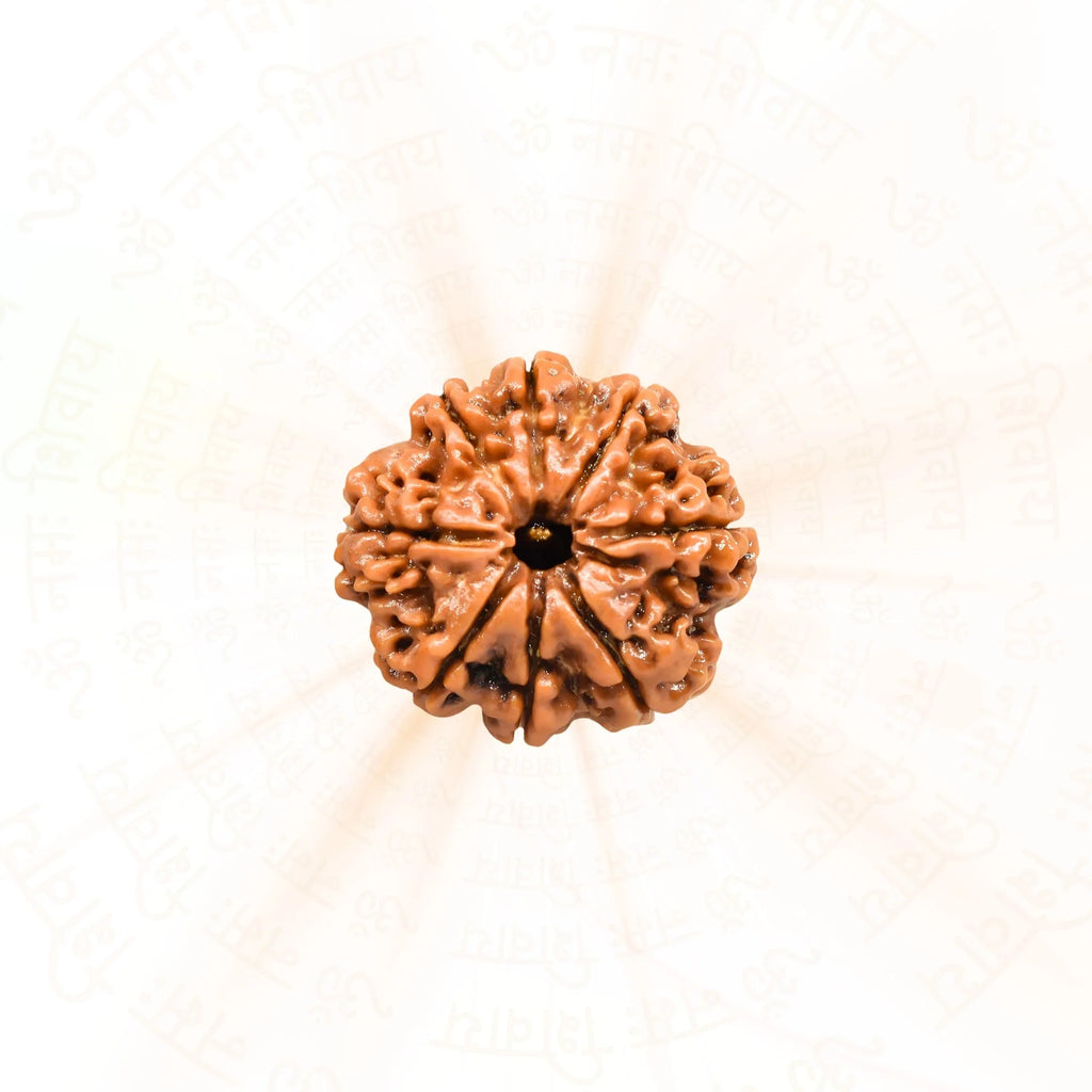 8 Mukhi Nepali Rudraksh