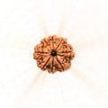 8 Mukhi Nepali Rudraksh