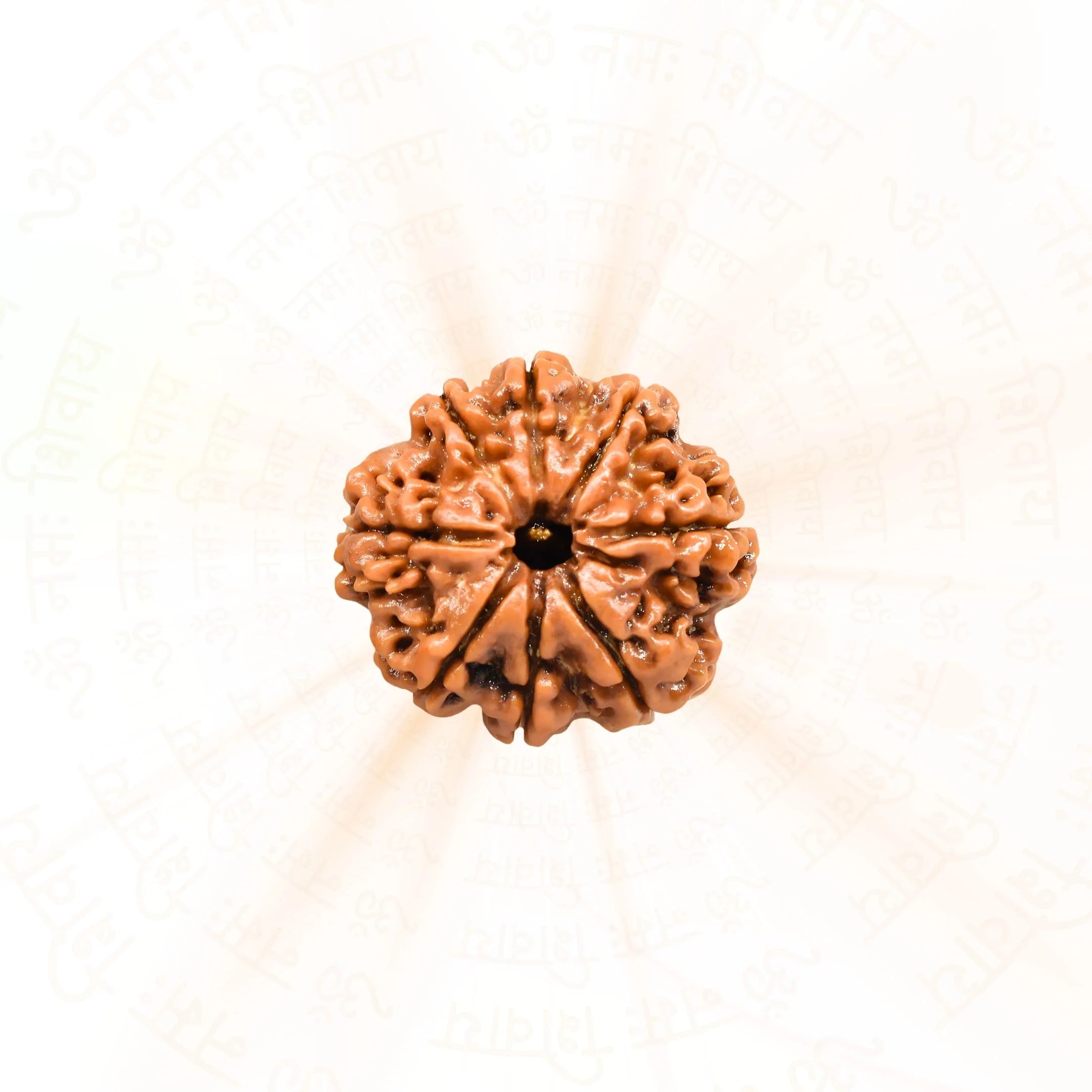 8 Mukhi Nepali Rudraksh