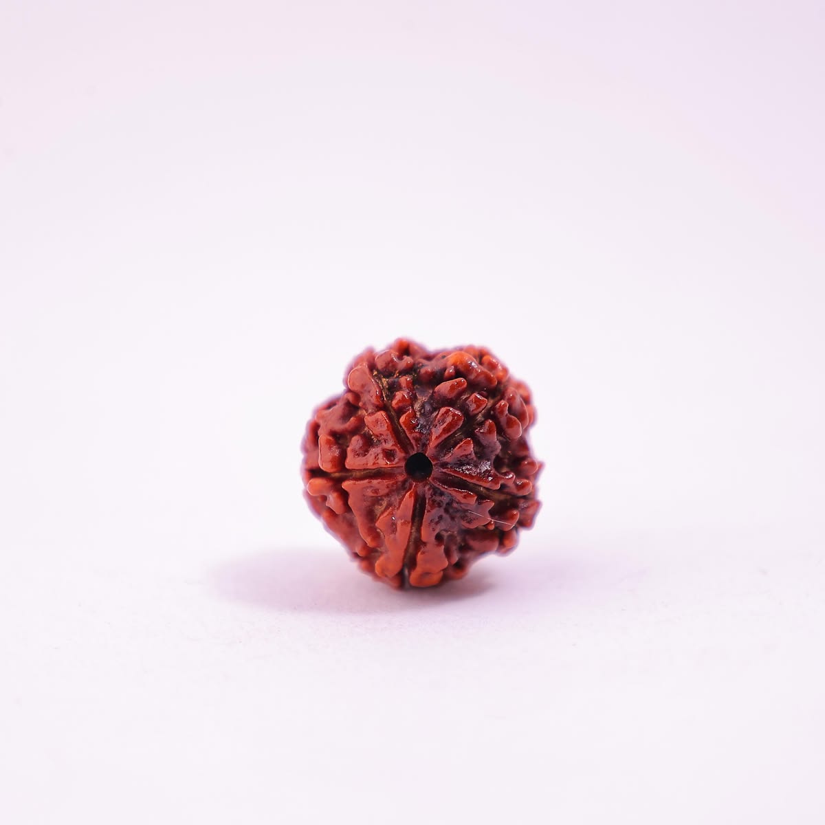 5 Mukhi Rudraksh